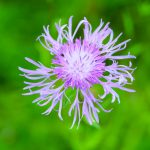 centaurée (Centaury) : fleur de bach pour retrouver la confiance en soi