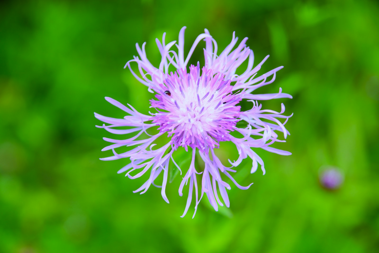 centaurée (Centaury) : fleur de bach pour retrouver la confiance en soi