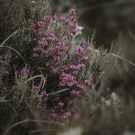 découverte de la bruyère (Heather, Calluna vulgaris) dans les fleurs de bach