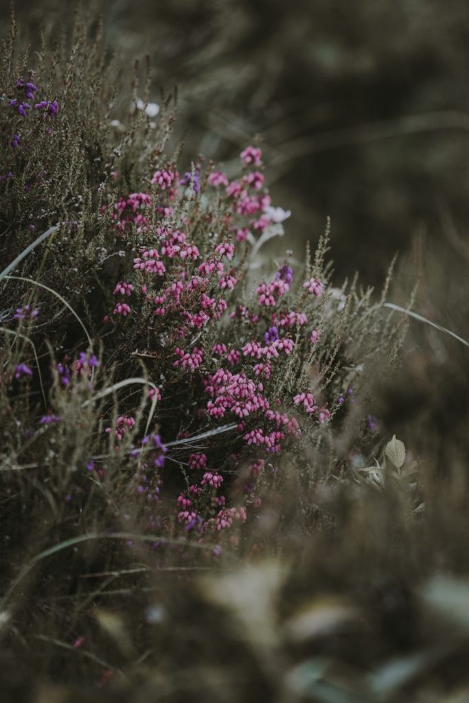 découverte de la bruyère (Heather, Calluna vulgaris) dans les fleurs de bach