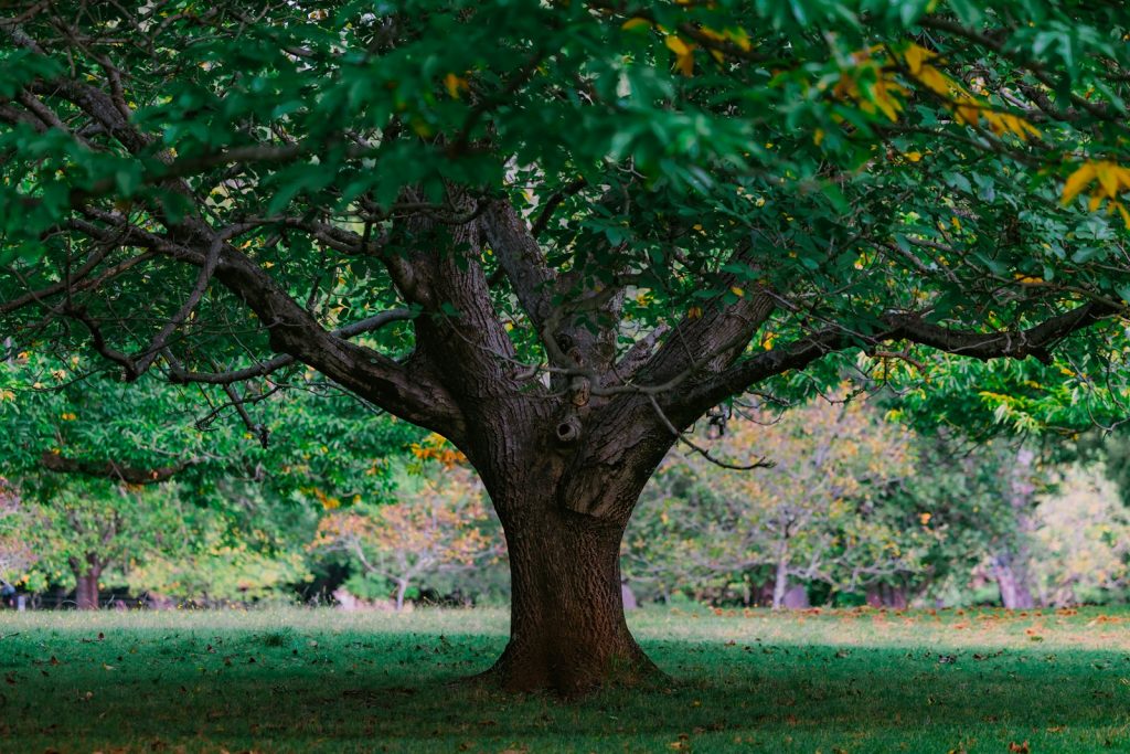 châtaignier (Sweet Chestnut), la solution florale pour les moments de désespoir intense