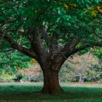 châtaignier (Sweet Chestnut), la solution florale pour les moments de désespoir intense