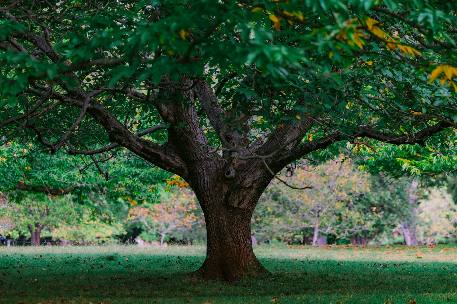 châtaignier (Sweet Chestnut), la solution florale pour les moments de désespoir intense