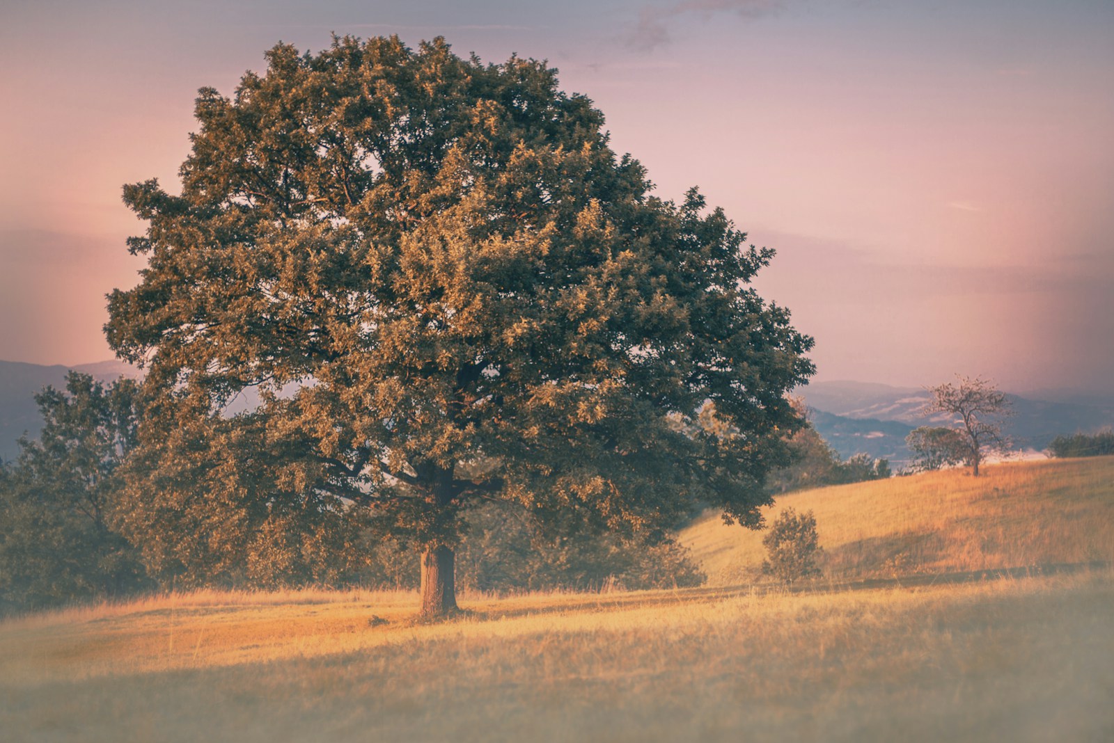 comment le chêne (Quercus robur) peut vous aider en période de stress