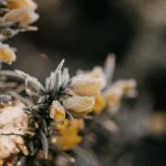 ajonc (Gorse) : propriétés et bienfaits de cette fleur de bach