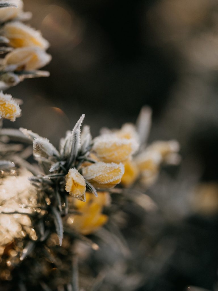 ajonc (Gorse) : propriétés et bienfaits de cette fleur de bach