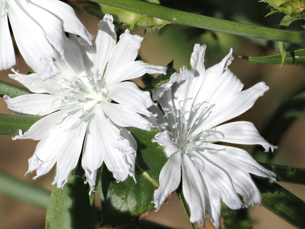 chicorée (Cichorium intybus) : une fleur de bach pour l’amour excessif