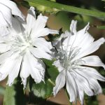 chicorée (Cichorium intybus) : une fleur de bach pour l’amour excessif